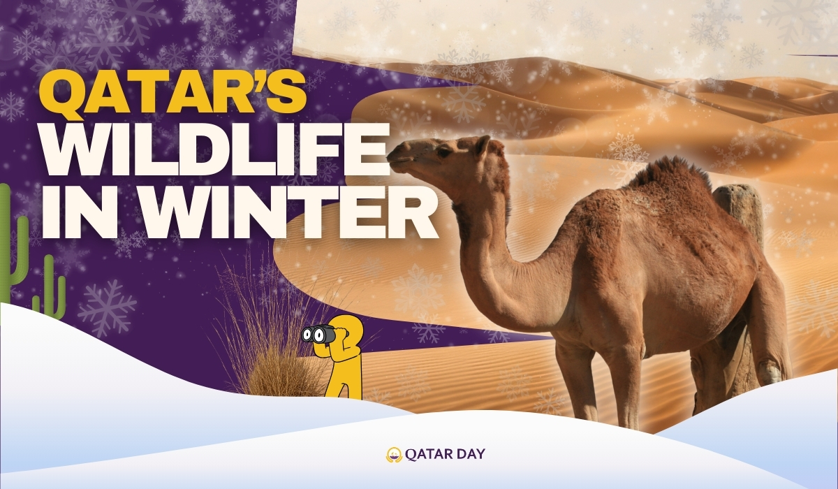 Winter Wildlife You Can Actually See in Qatar